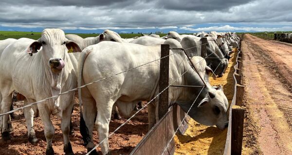 Menos de 1% dos pecuaristas calculam os custos de produção, aponta levantamento da Coan Consultoria