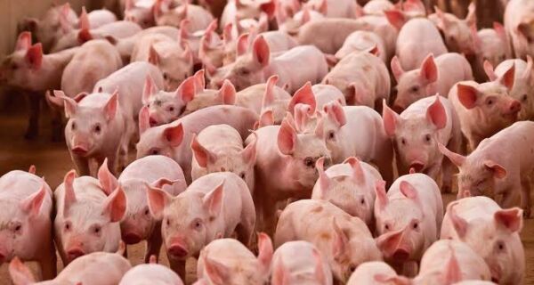 Carne suína recua em julho com excesso de oferta e indústria reduz ritmo de compras no Brasil
