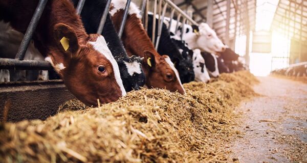 Sancionada ampliação de produtos em estoque público para alimentação animal