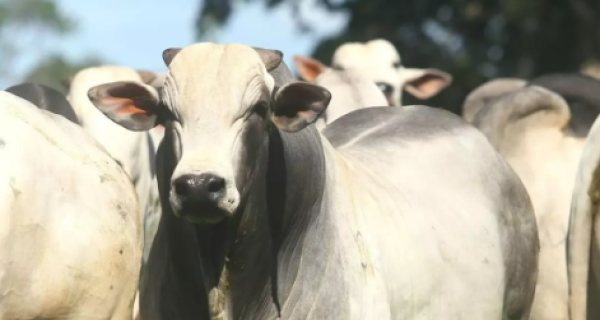 Agrifatto identifica alta nas cotações do boi gordo