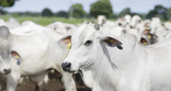 Arroba do boi sobe, mas exportações de carne têm queda de 29% no início de setembro