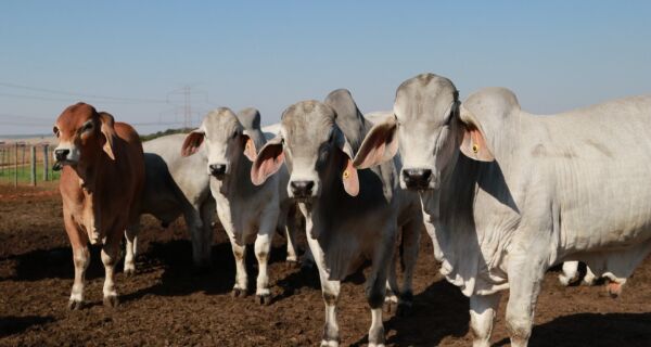 Volume estável e demanda sustentada favorecem a manutenção das cotações do gado gordo