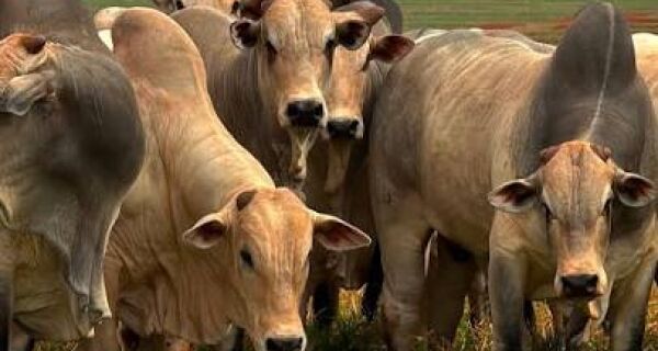 Boi gordo: Indicador CEPEA já acumula alta de quase 3% em setembro