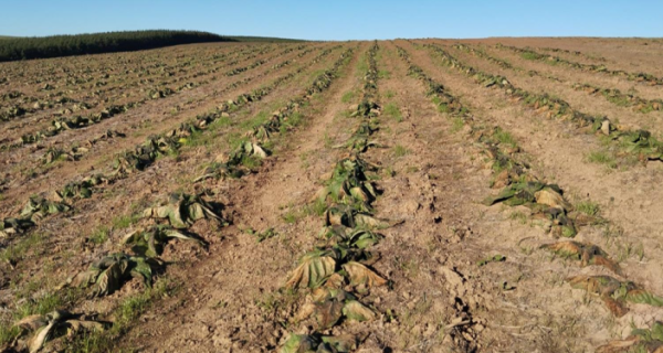 Entidades do agro pedem "senso de urgência" na implementação da MP das dívidas rurais