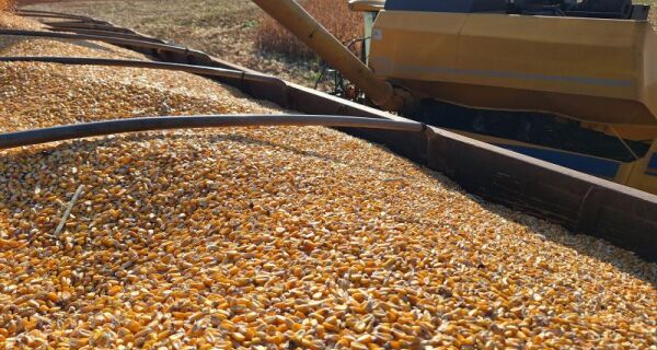 Colheita do milho chega a 99,5% da área; plantio da soja avança em MS