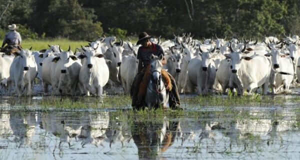 Lei do Pantanal garante convivência sustentável entre as atividades econômicas e a natureza
