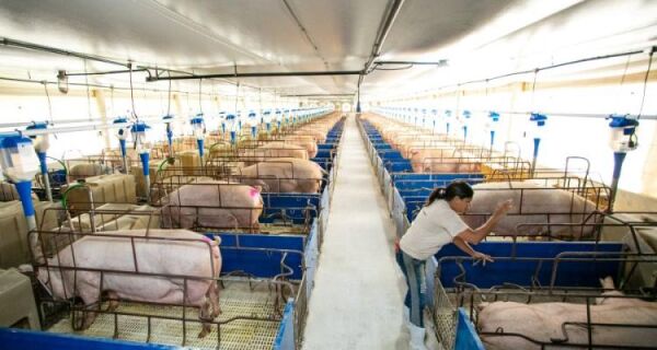Suinocultura cresce e setor busca caminhos para atrair e reter profissionais