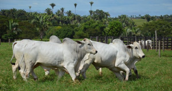 Nova cota de importação amplia as perspectivas para a demanda por carne brasileira