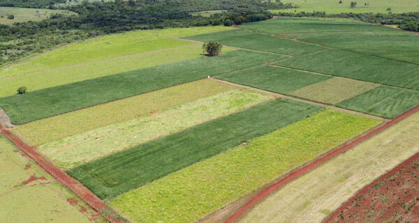 Produtividade da soja cresce 11,1% a cada avanço nos níveis de manejo do solo