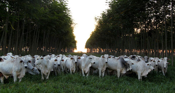 El Niño exige estratégias diferentes para a agropecuária nas cinco regiões do País