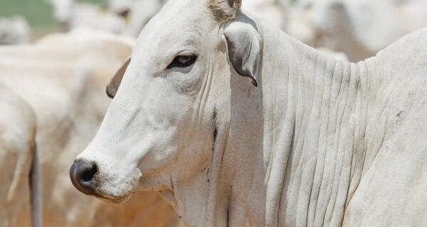 China aplica tarifa de 55% à carne bovina brasileira ao atingir cota de importação