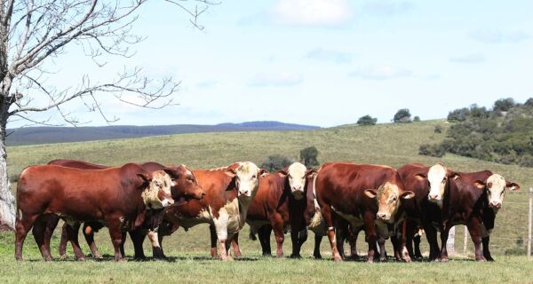 Primavera exige controle de parasitas adaptado à realidade de cada fazenda
