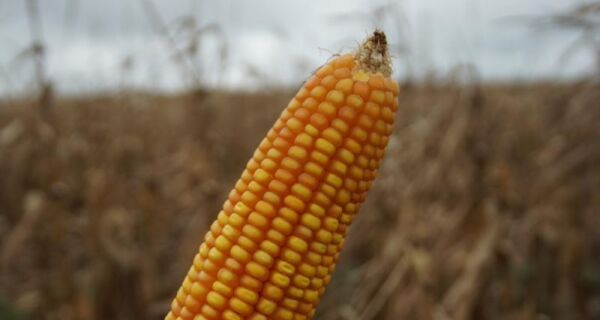 Colheita do milho é concluída nas regiões Norte e Centro do Estado