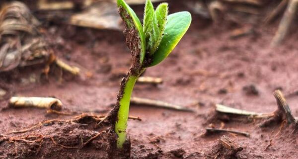 Plantio da soja avança em MS com atenção às condições climáticas