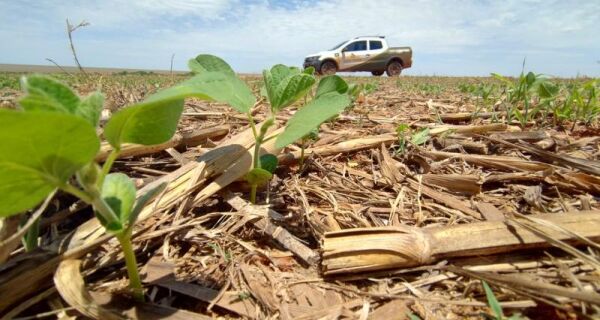 MS já plantou 2,5 milhões de hectares de soja