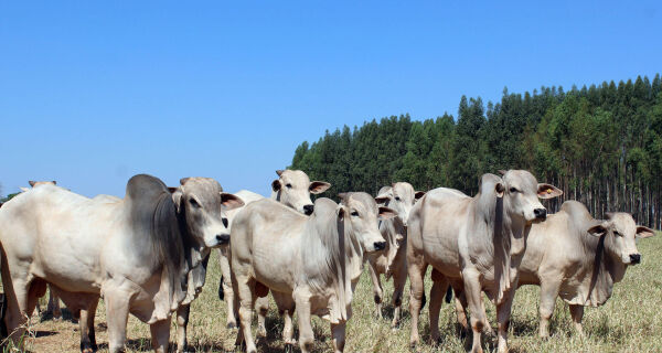 Avanços científicos para aumentar a eficiência reprodutiva de bovinos marcam SIMFertCorte