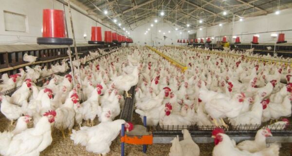 UE deve decidir até novembro se libera aves e mel do Brasil