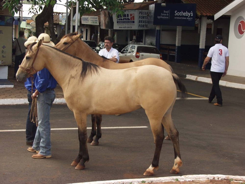 Cavalo Pantaneiro se destaca por ter aptidões - SBA1