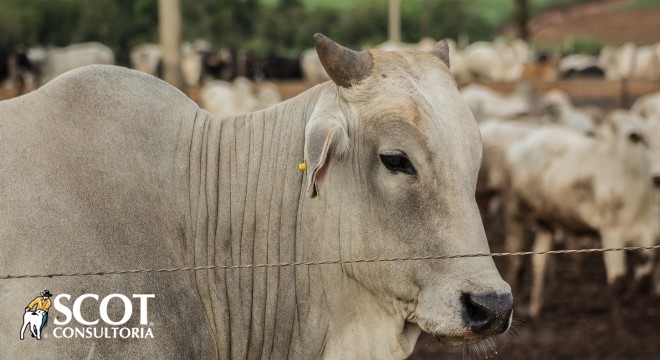 Mercado do boi gordo para São Paulo e exportação de carne bovina in natura  - TV Scot Consultoria - Portal do Agronegócio